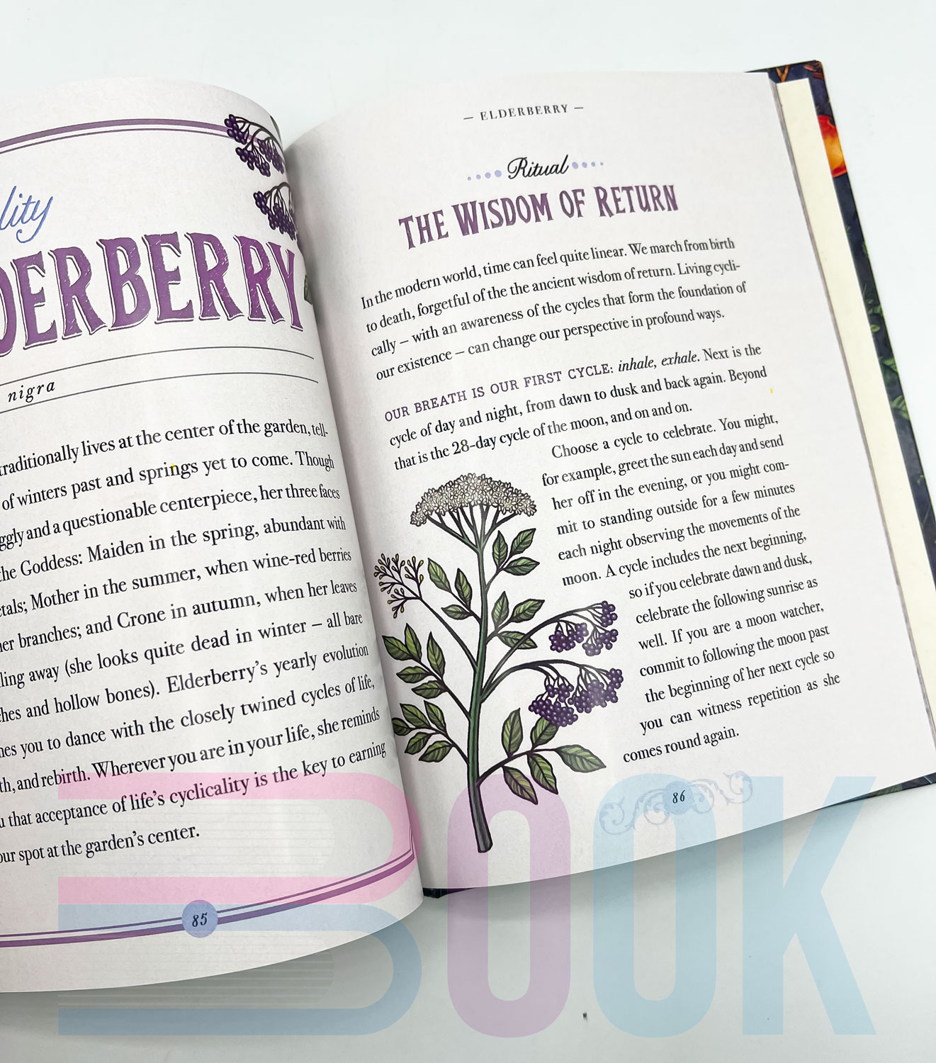 کتاب راهنمای گیاهان جادویی The Illustrated Herbiary Guidance (دارک آکادمیا) - تصویر 7